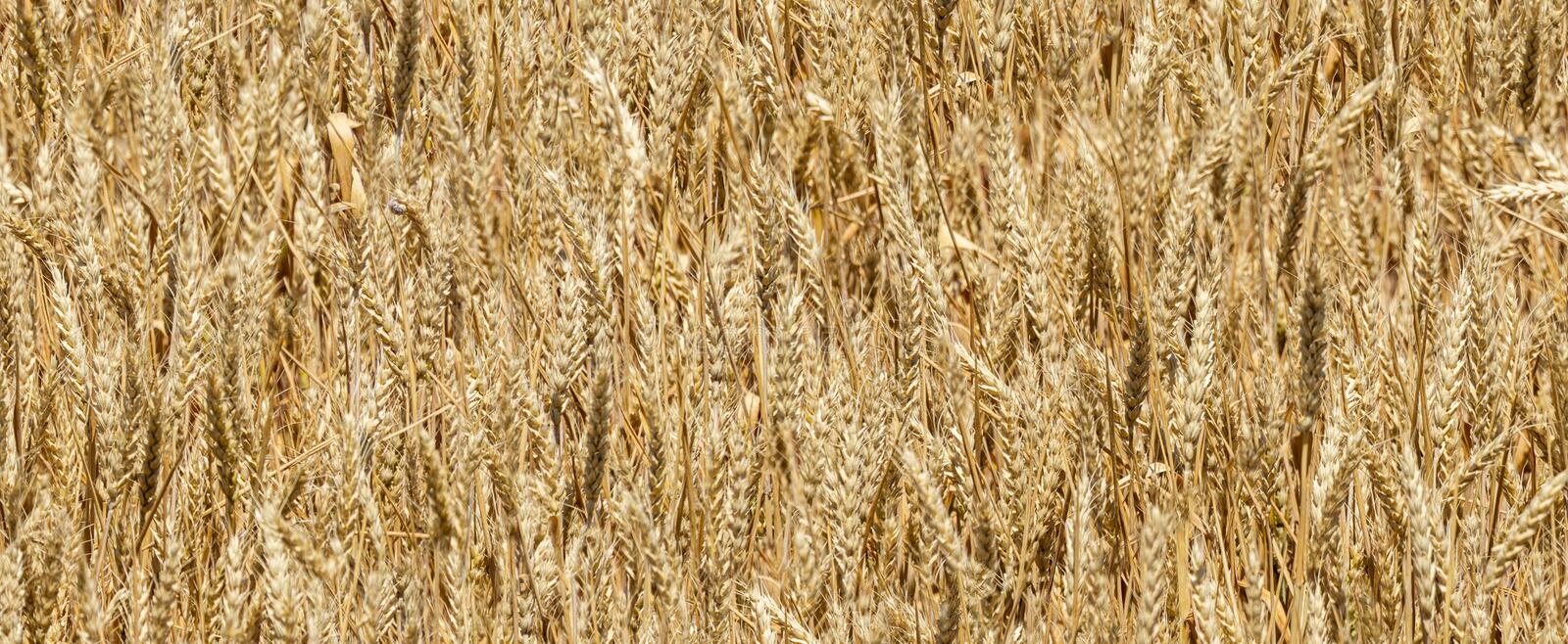 Wheat
